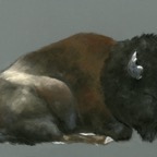 bison001.jpg