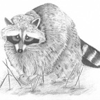 raccoon2